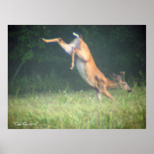 Buck (Deer) Kicking Poster
