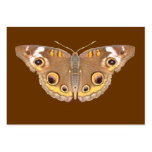 Buckeye butterfly ~ ATC Business Card Templates