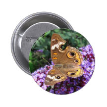 Buckeye butterfly ~ button