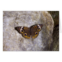 Buckeye Butterfly Card