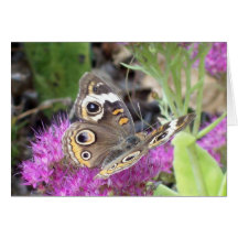 Buckeye Butterfly Greeting Card