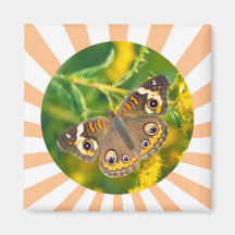 Buckeye Butterfly Magnets