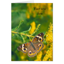 buckeye butterfly on missouri goldenrod card
