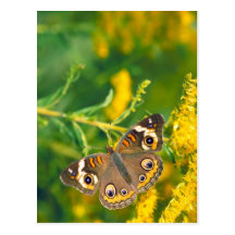 buckeye butterfly on missouri goldenrod postcard