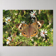 Buckeye Butterfly on Wild Aster Print