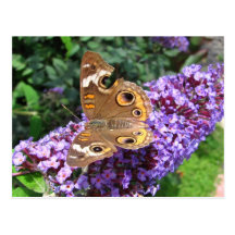 Buckeye butterfly ~ postcard