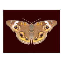 Buckeye butterfly ~ postcard