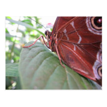 Buckeye Butterfly Postcard