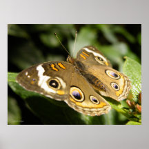 Buckeye Butterfly Poster Print