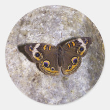Buckeye Butterfly sticker