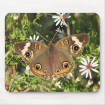 Buckeye on Asters Mousepad