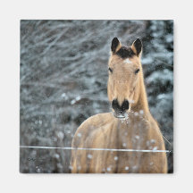 Buckskin Horse Winter Magnet