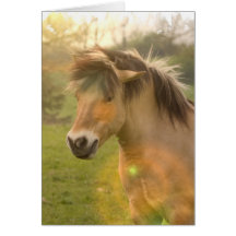 Buckskin Pony Greeting Card
