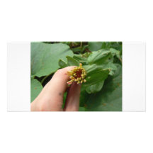 Budding beauty photo card