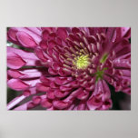 Budding Chrysanthemum Posters