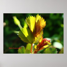 Budding Leaves - California Gardens Poster