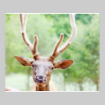 Buddy Elk Photo posters
