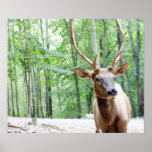 Buddy Elk Photograph Poster