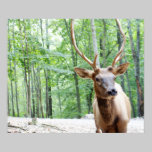 Buddy Elk Photograph posters