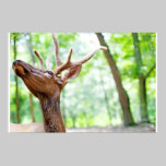 Buddy Elk Photograph posters