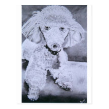 Buddy Post Cards