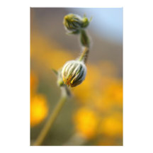 Buds Photo Art