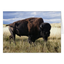 Buffalo Bull Cards