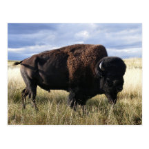 Buffalo Bull Post Card