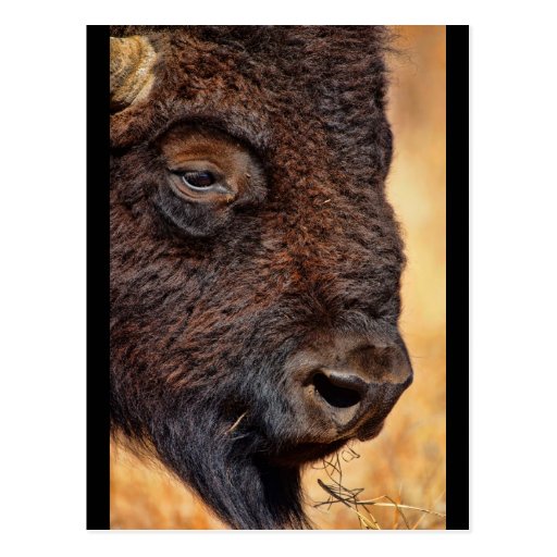 Buffalo Up Close Postcard