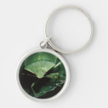 bug key chain