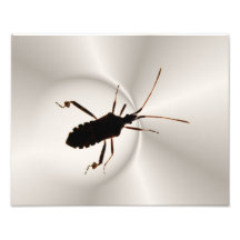 Bug Silhouette 2 ~ Photo