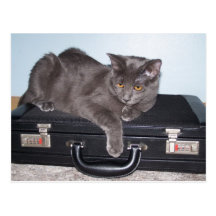 Buisiness kitty Postcards
