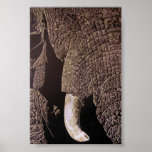 Bull Elephant Print