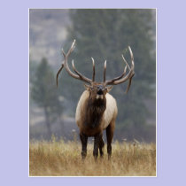 Bull Elk bugling, Yellowstone NP, Wyoming 2 postcards