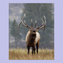Bull Elk bugling, Yellowstone NP, Wyoming 2 posters