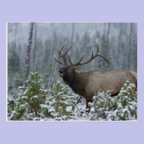 Bull Elk in snow calling, bugling, Yellowstone postcards