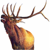 Bull Elk Photo Sculpture