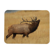 Bull Elk with Head Back Rectangular Magnets