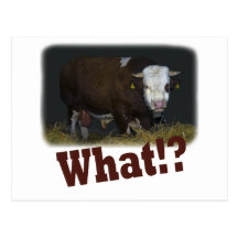 bull postcard