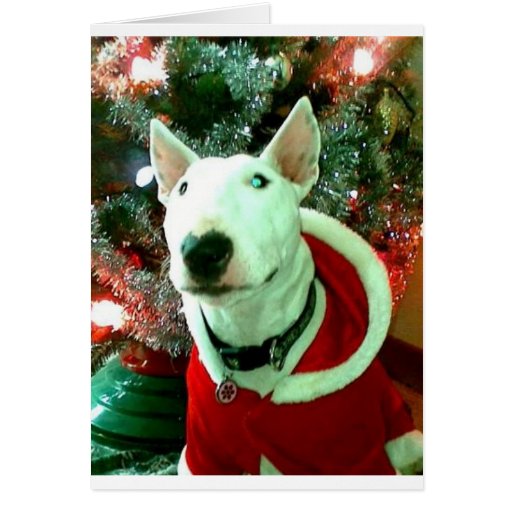 bull terrier christmas greeting cards