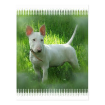 Bull Terrier Postcard