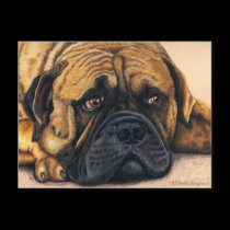 Bullmastiff Waiting - Dog Breed Art postcards