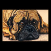 Bullmastiff Waiting - Dog Breed Art posters