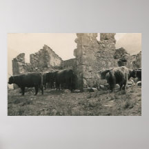 bulls at ruins posters