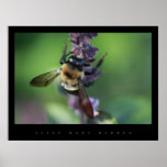 BUMBLE BEE IN THE GARDEN POSTER