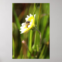 "Bumble Bee" Poster