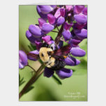Bumblebee on Lupine cards