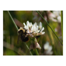 Bumbling in the Clover; No Text Photo