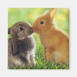 Bunny Kiss Fridge Magnets