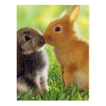 Bunny Kiss Postcard
